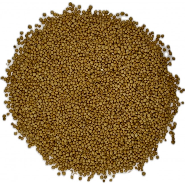 Moutarde jaune graines