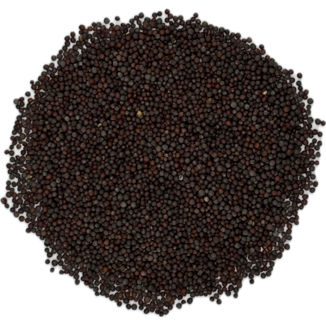 Moutarde noire graines