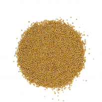 Moutarde jaune graines